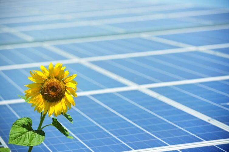 Sonneblummen a Solarpanneauen fir Energie ze spueren